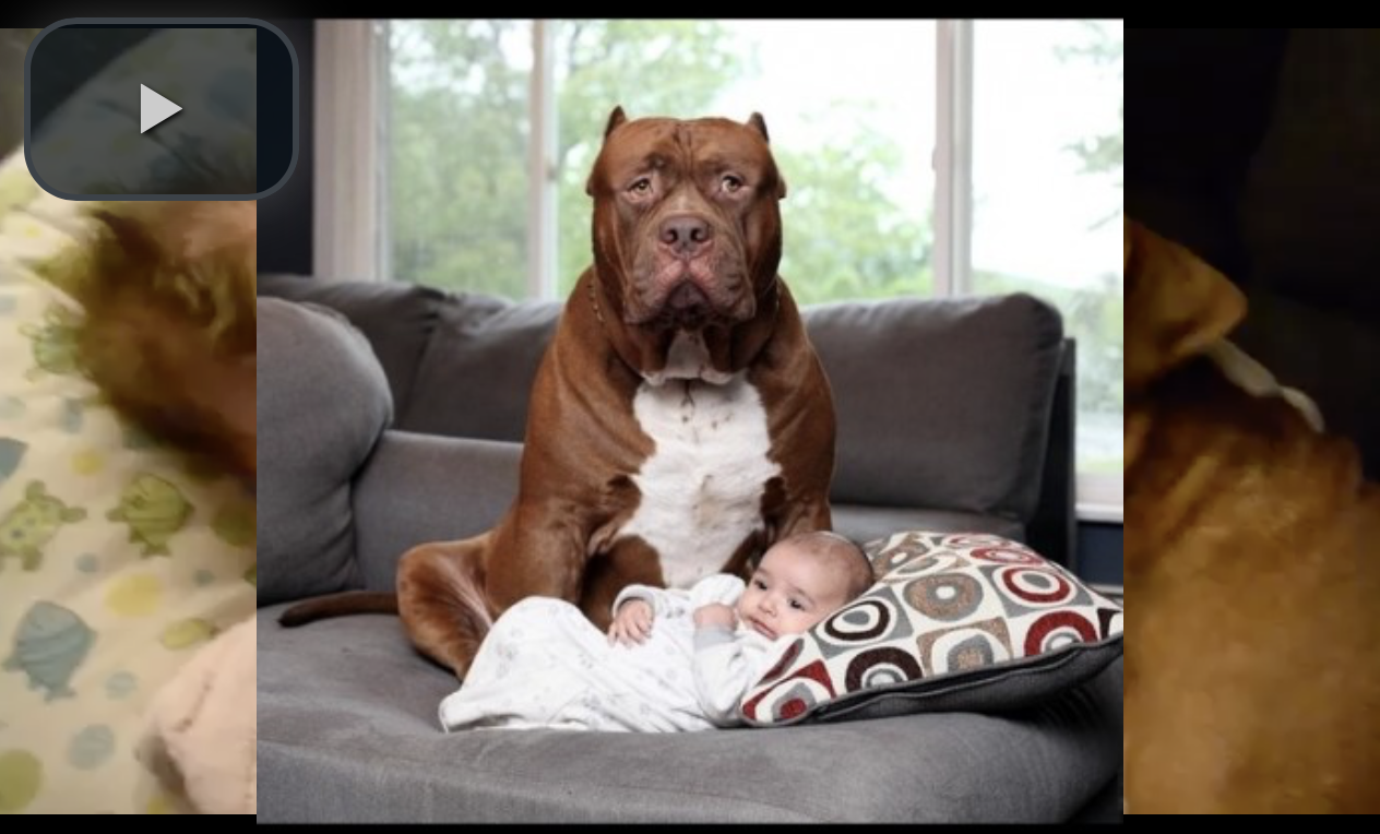 Оставила бебето си само с питбул, а когато се върнала се разплакала