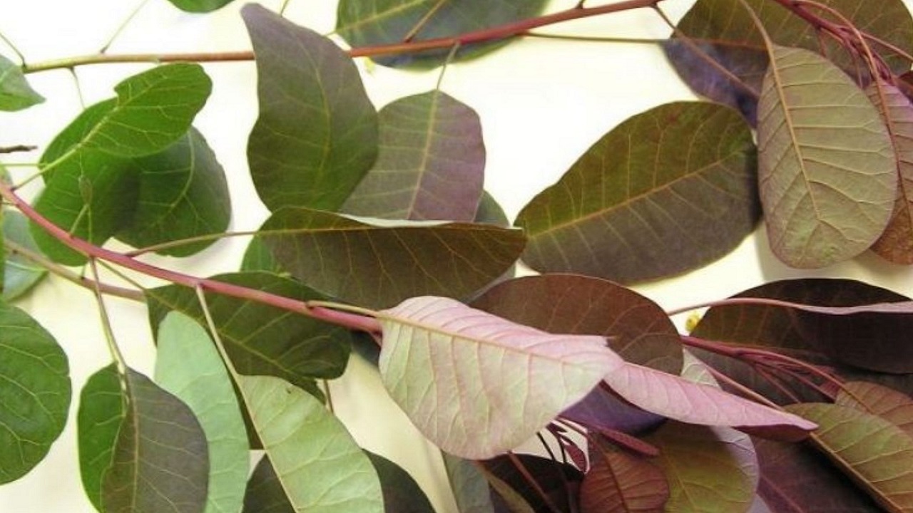 Най-силната билка, която расте по нашите земи и лекува над 100 болести