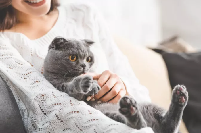 Петър Дънов за котката: Когато дойде котка у един дом, този дом прогресира