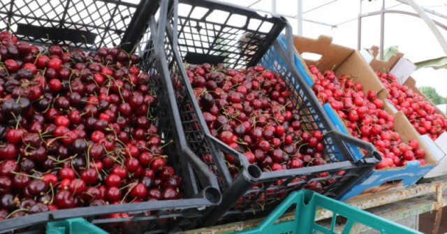 Първите череши на пазара удариха в земята по цена – ето колко струва килограмът: