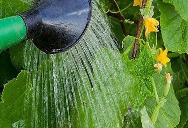 Пръскам растенията с разтвор от мая. Доматите и краставиците ми никога не се разболяват