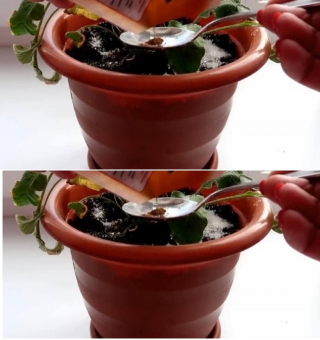 Сложих по една лъжичка в саксията и цветята буквално полудяха от цъфтеж!