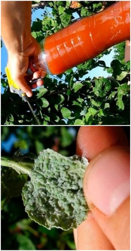 Бабината рецепта срещу листни въшки – действа без да навреди на растенията. Спасява ме всяка година, пробвайте я