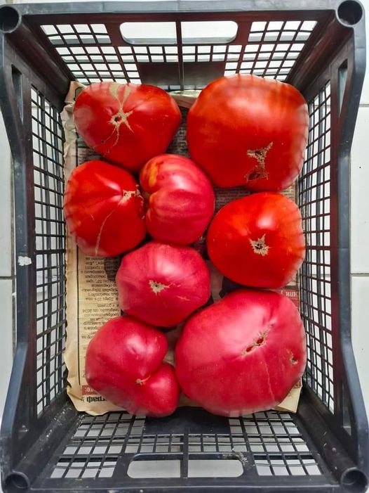 Краставиците подхранвам на 10 дни, доматите – на 15. Добивът стана двоен, а и не знам какво е това болест по растенията