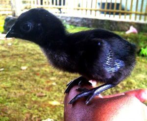 Ayam cemani baby 850x699 1