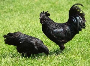 cemani pr 600x440 1