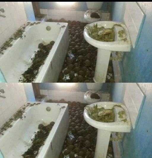 448383138 456528207124296 4783410224747214229 n