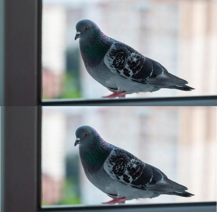 Неочаквана поличба: Ако гълъб кацне на прозореца ви, ето какво предстои да се случи!