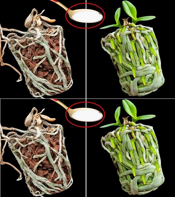1 лъжица от това и изсъхналата орхидея ще напълни саксията с нови, зелени корени: