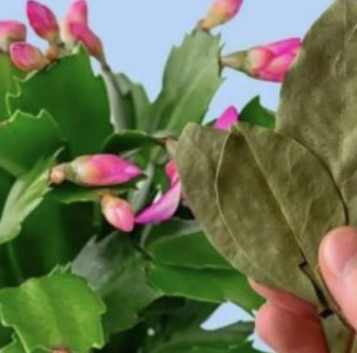 Как обикновен дафинов лист действа, така че стайните растения да цъфтят великолепно: Стимулира растежа и се бори с болести и вредители