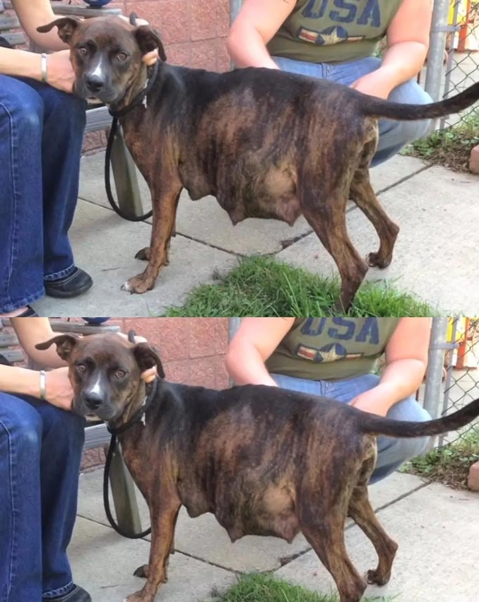 Бременен питбул не искал да ражда. Когато видели ултразвука, изумени разбрали защо