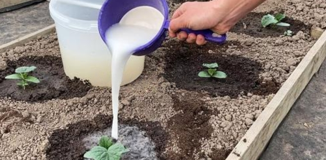 Домашен тор със захар за бърз растеж на краставиците и ранна 3 пъти по-голяма реколта