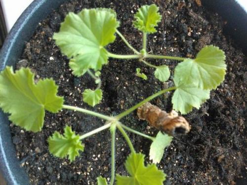 1 капка на литър вода и мушкатото буквално избухва в цвят! Турбо ускорител на растежа за без пари: 11 листа на мушкато