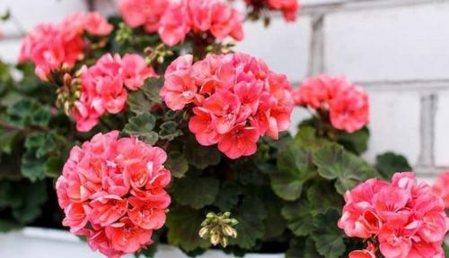 1 капка на литър вода и мушкатото буквално избухва в цвят! Турбо ускорител на растежа за без пари: 10 розово мушкато