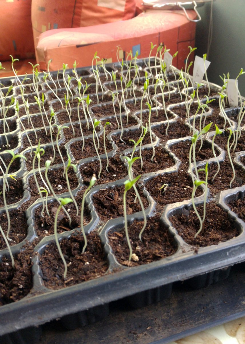 Ако разсадът ви се е изтеглил тънък като трева ето метод номер ЕДНО, който се препоръчва от агрономите