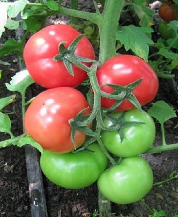 Вече не хвърлям стар хляб! Толкова богата реколта имах - ето какво направих