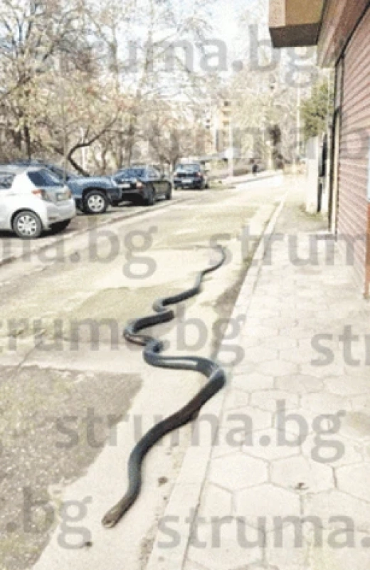 1738653791 screenshot 2025 02 04 at 09 22 59 cherna zmiya izplzya na ul sirma voyvoda v sandanski i stresna khorata vestnik struma