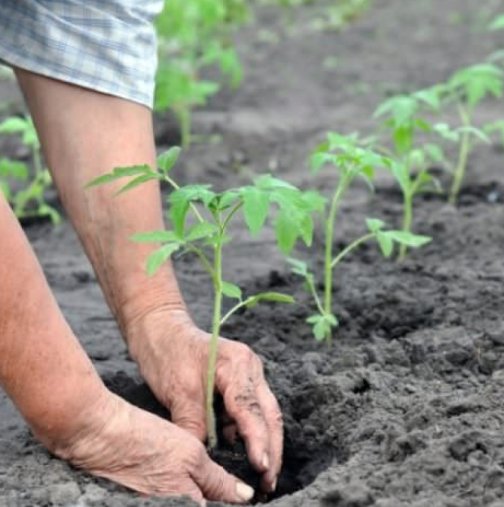 Всяка година го добавям в дупките при засаждане на разсада от домати и повече не подхранвам!