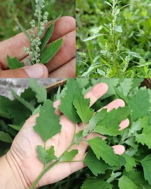 Повечето хора дори не осъзнават колко мощно е това растение – а то вероятно расте точно във вашия двор!