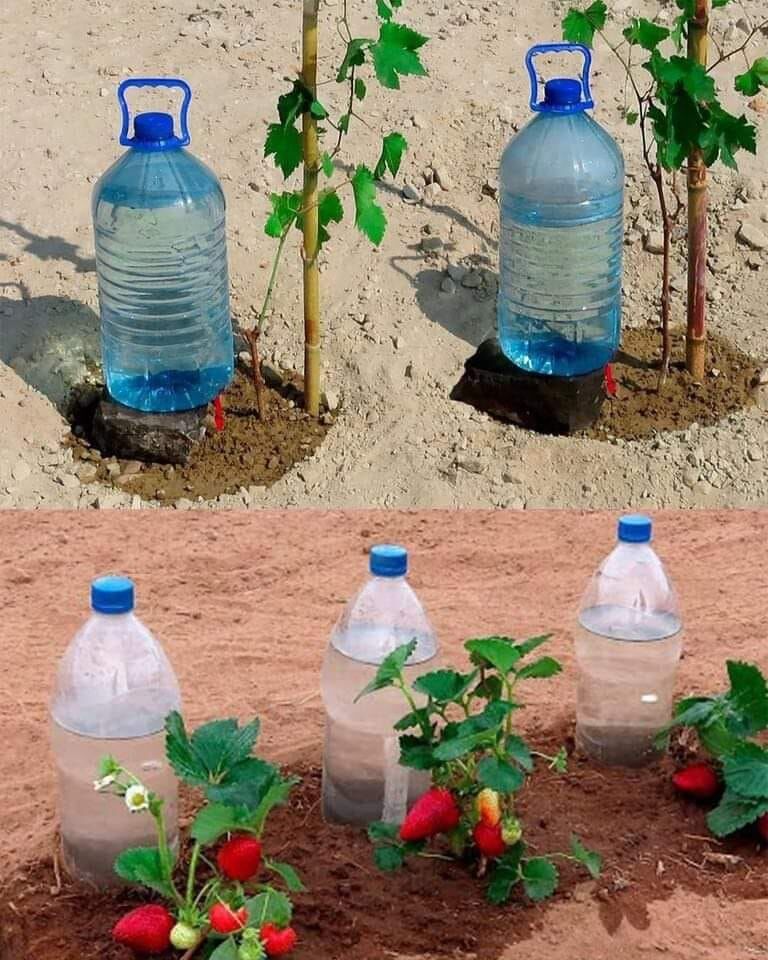 Капково напояване с пластмасови бутилки: този домашен метод спестява пари и време!