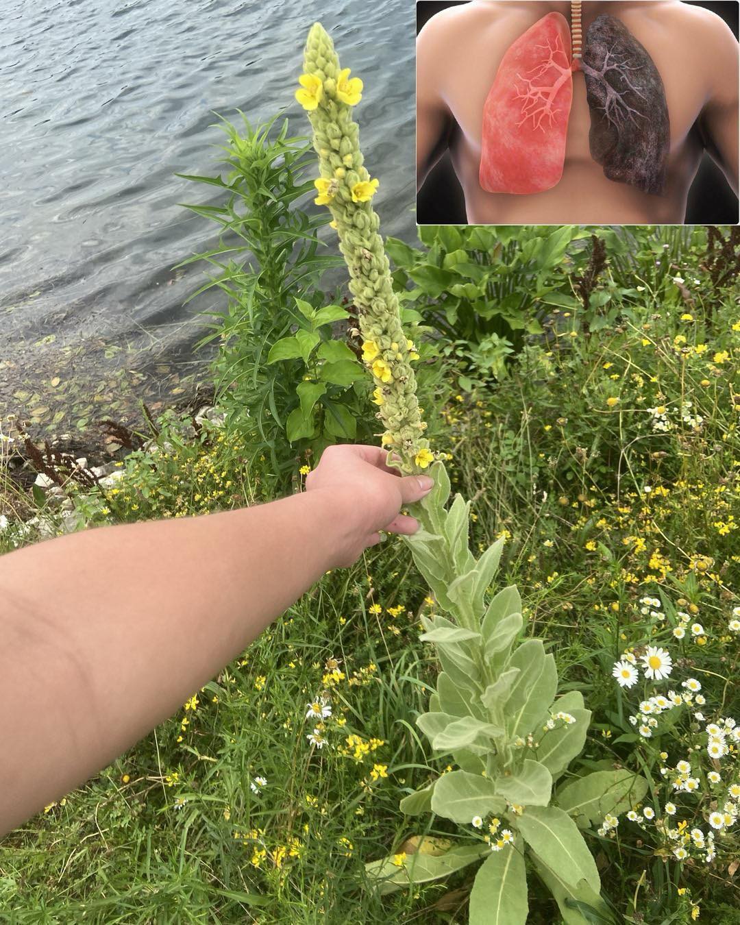 Виждате ли това растение, седите върху злато и дори не го знаете! Повечето хора не...