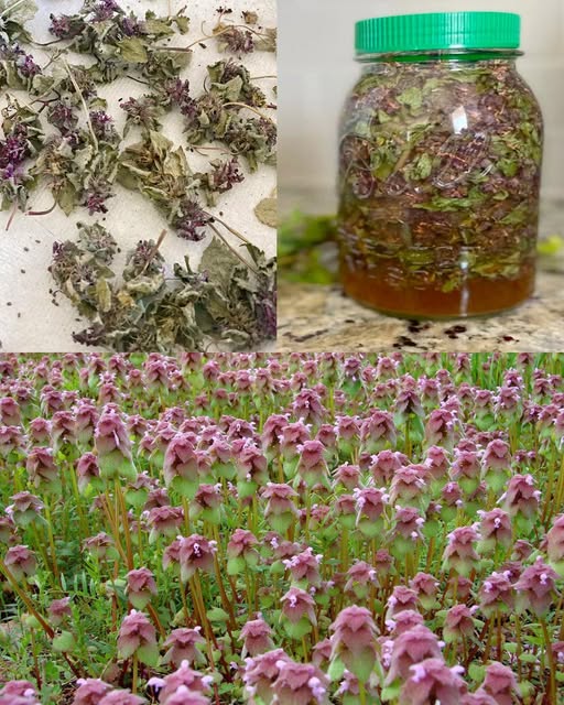 Тайната лечебна сила на пролетта! Расте под път и над път, наберете го сега и живейте без болка!