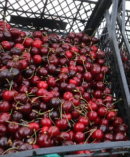 Първите череши на пазара надминаха агнешкото по скъпотия, ето колко струва килограмът:
