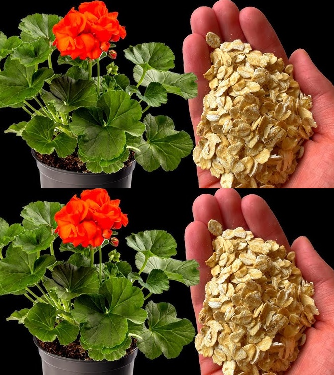 От една шепа овесени ядки мушкатото ми напълни саксията с цвят! Имам най-хубавия балкон в блока: