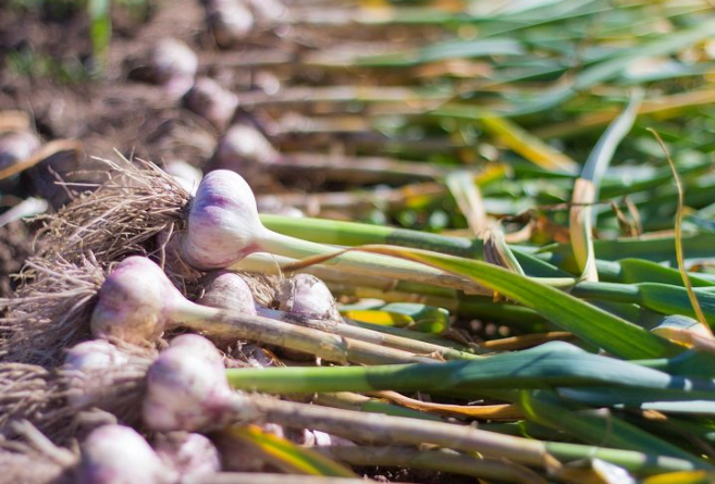 Съседката ми се смя, като разбра с какво си подхранвам чесъна, а след това започна да прави същото