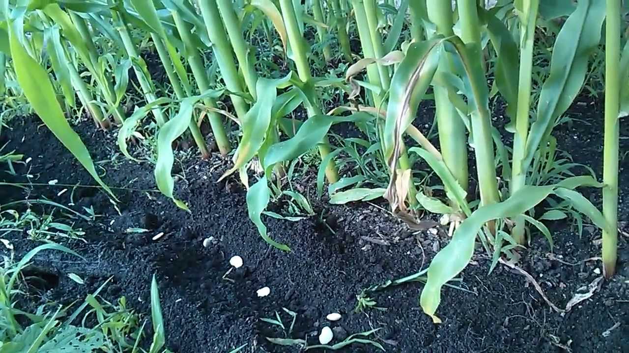 боб и царевица