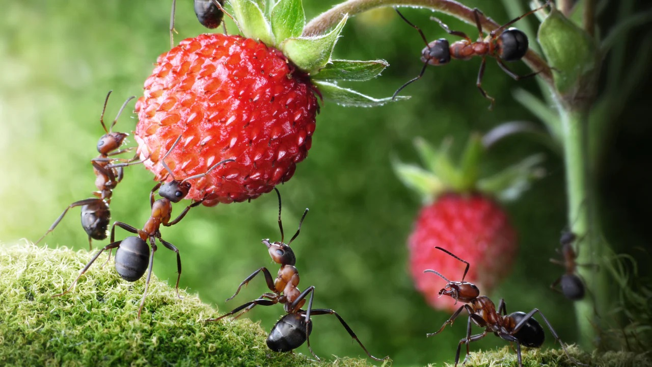 ants on strawbery