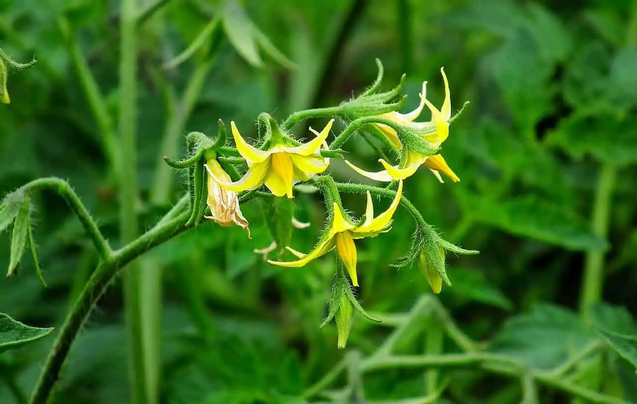 tomatoes blossom