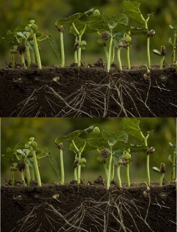 Краставиците обичат коприва, а чесънът лекува розите! 15 златни съвета от опитни градинари, които ще удвоят реколтата