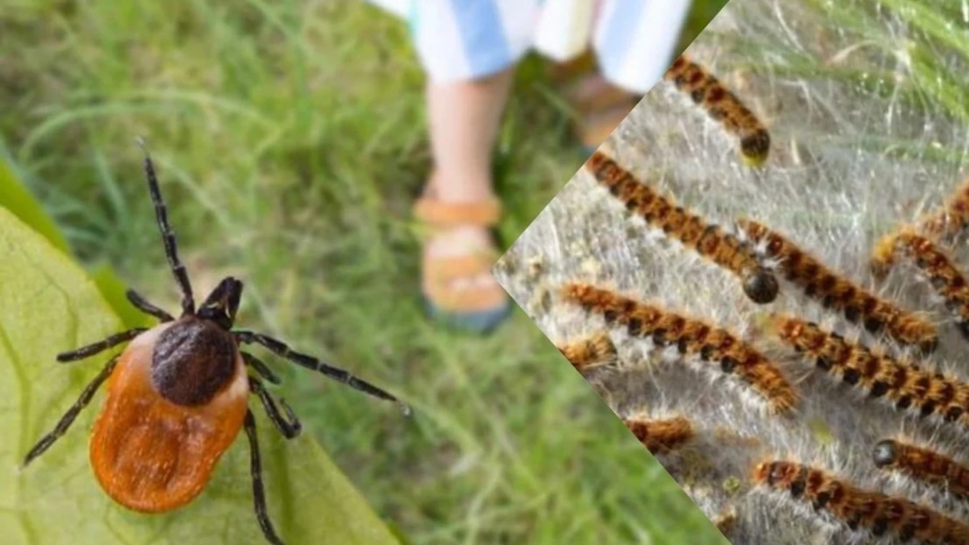 Внимание: Най-опасното животно в България пак напада, плъзнаха и...