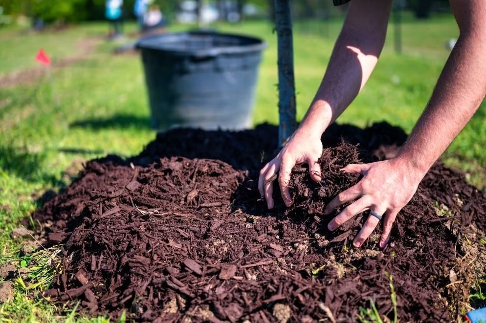 cucumber mulch