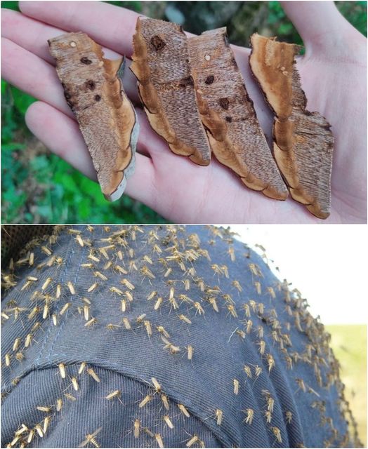 Лесничей показа колко е лесно да се отървем от комари и мухи сред природата и на двора - не струва и стотинка!