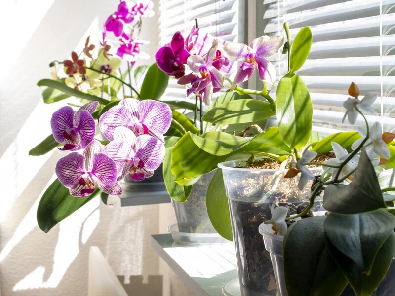 орхидеи на прозореца