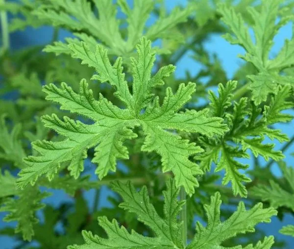 464013815 937620628403521 4453599547213607685 n.jpg