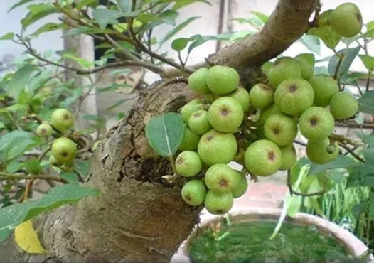 475257422 1163480331806725 5692614514764559471 n