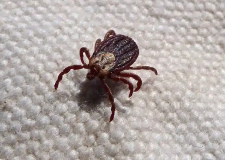 Огромна трагедия! 27-годишен напусна нашия свят след ухапване от кърлеж