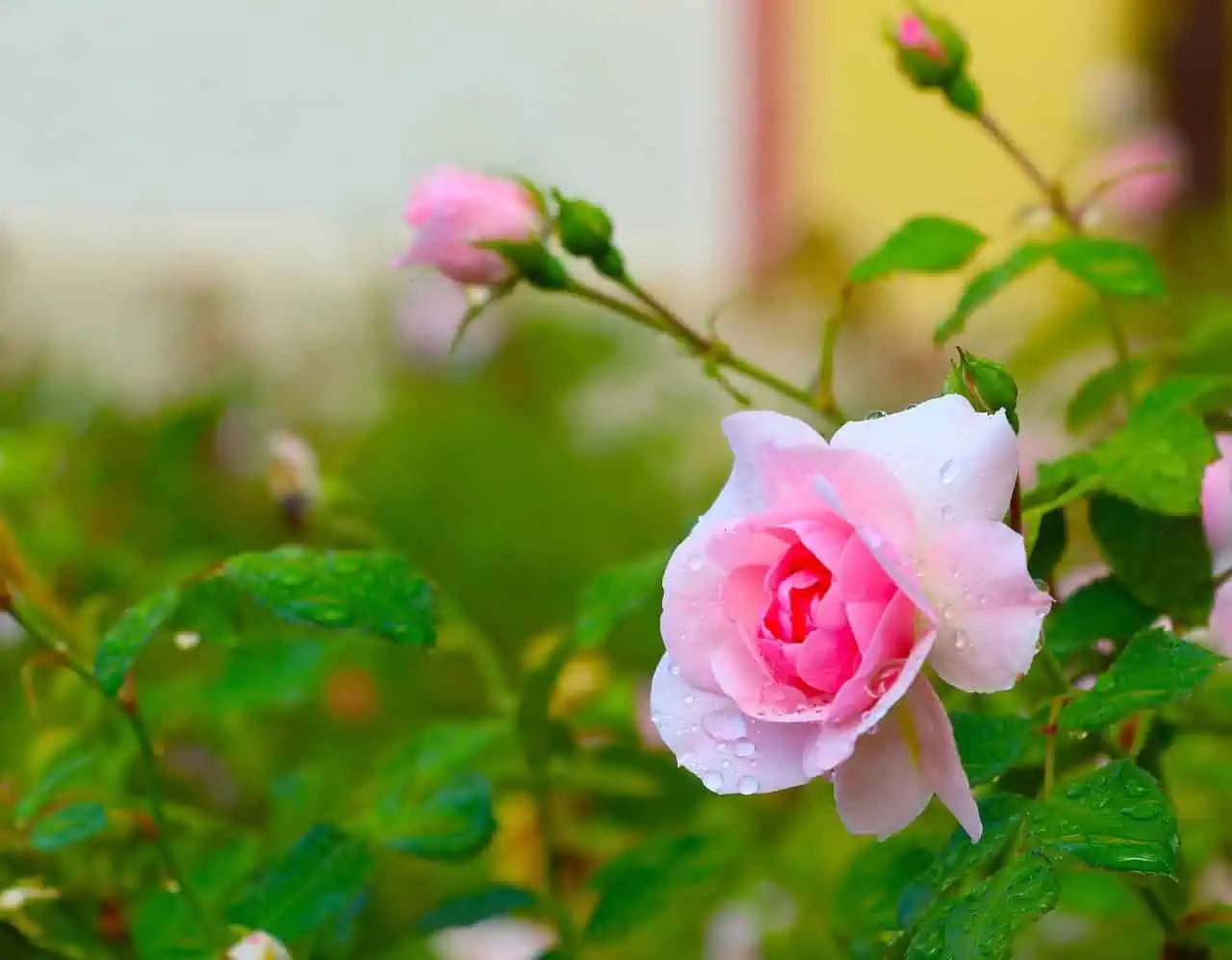 roses garden