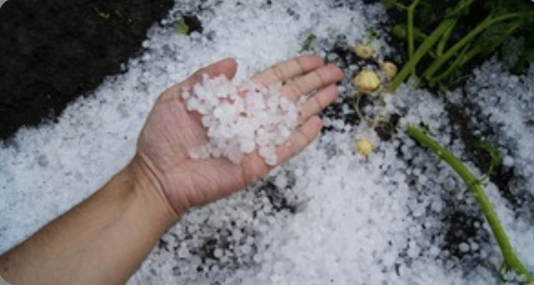 Градушка унищожи на 100 процента реколтата в 12 села