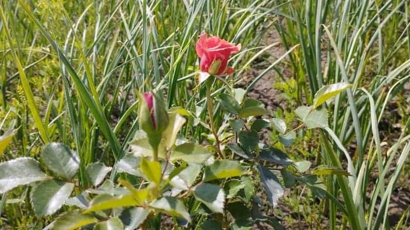 roses and garlic