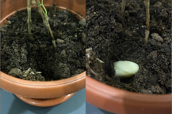 garlic in pot