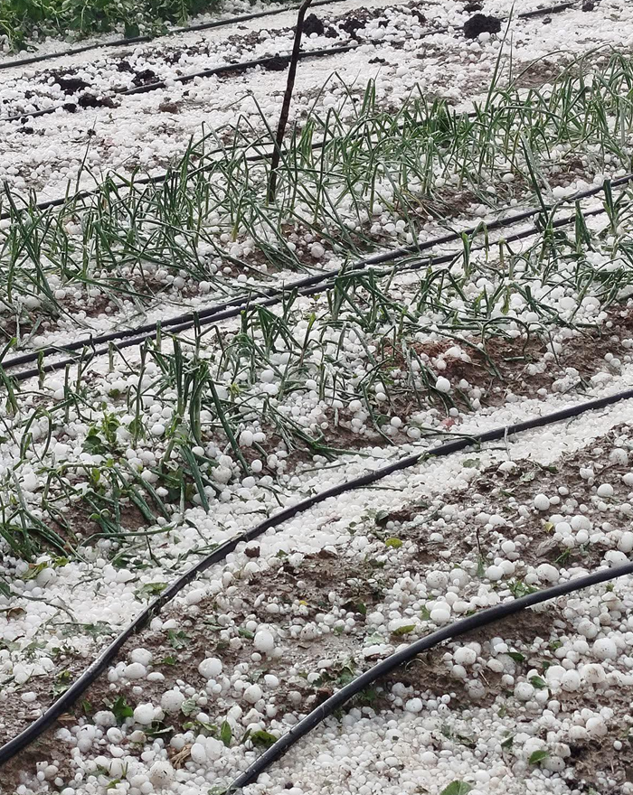 ИЗВЪНРЕДНО! Дворът ни в момента! Вали градушка ии, опустоши всичко /СНИМКИ