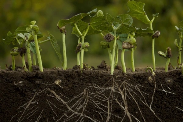 cucumber roots