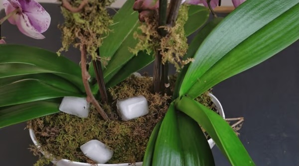 лед в саксията