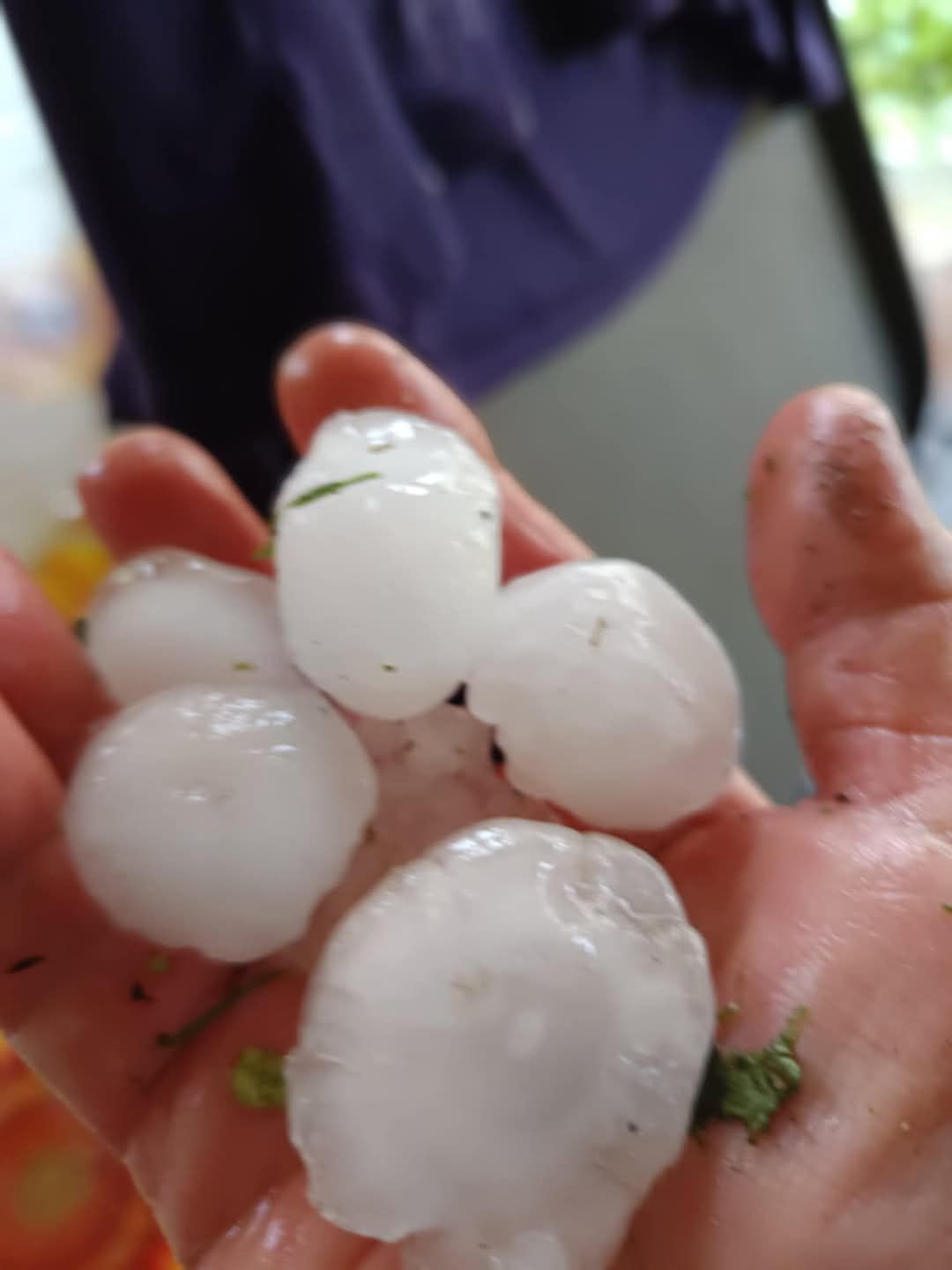 Всичко побеля в тази част от България и градушката не остави нищо здраво