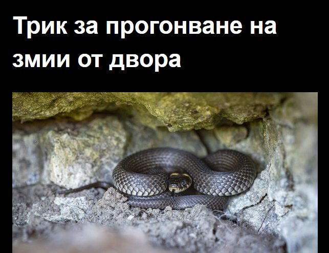 Трик за прогонване на змии от двора