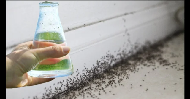 Само ЕДНА капка и мравките изчезват веднага! Най-ефективният домашен трик (без да ги убива):